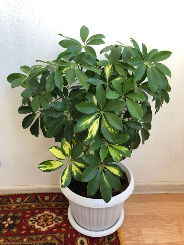 sche2 Schefflera plant