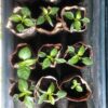 Green Chilli Seedlings (سبز مرچ کی پنیری) Hybrid F1- variety Kalash BSS 410