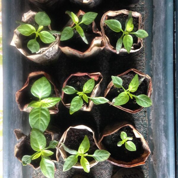 seedg Green Chilli Seedlings (سبز مرچ کی پنیری) Hybrid F1- variety Kalash BSS 410