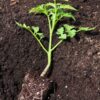 Tomato Seedlings (ٹماٹر کی پنیری) Hybrid F1 – Variety Rio Grande