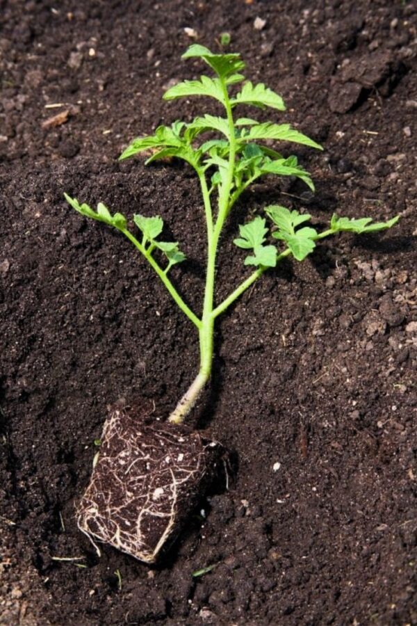 seedt Tomato Seedlings (ٹماٹر کی پنیری) Hybrid F1 – Variety Rio Grande