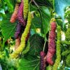 Shahtoot (Mulberry) Tree Seed