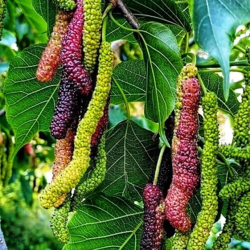 Shahtoor (Mulberry) Tree Seed
