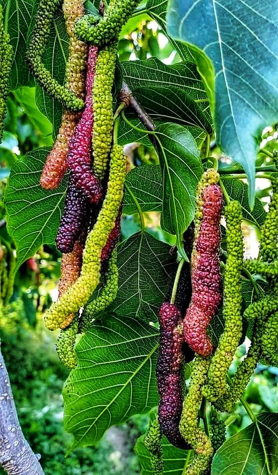 sh Shahtoor (Mulberry) Tree Seed