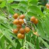 SoapBerry Tree Seed