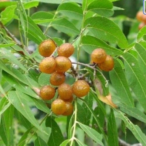 SoapBerry Tree Seed