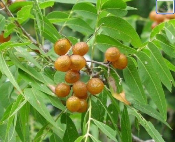 so SoapBerry Tree Seed