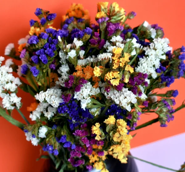 still-life-3507174_1920 Limonium sinuatum – Statice Mix