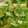 Sukh Chain Tree Seed