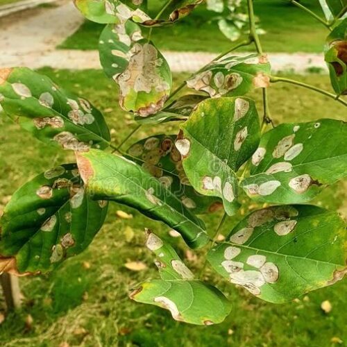 Sukh Chain Tree Seed