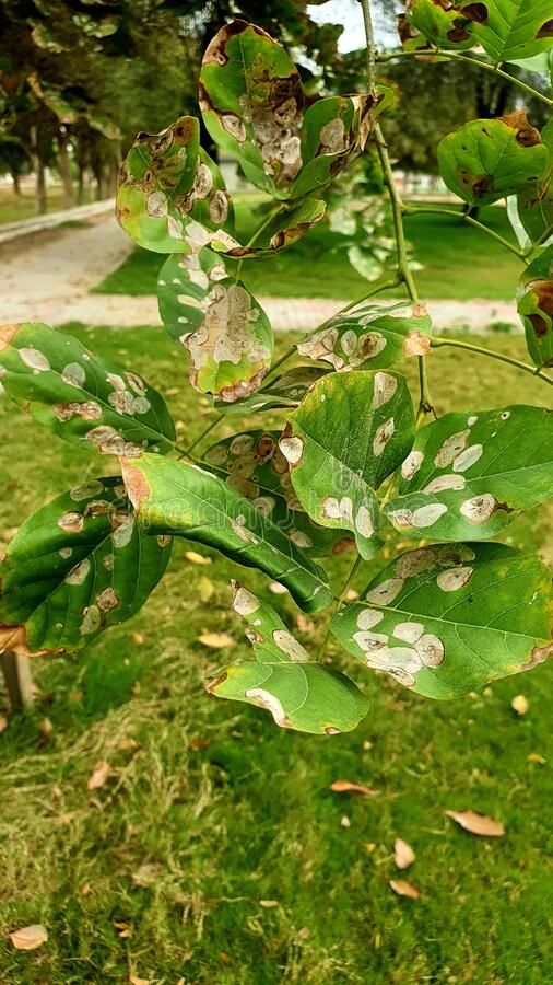 suk Sukh Chain Tree Seed