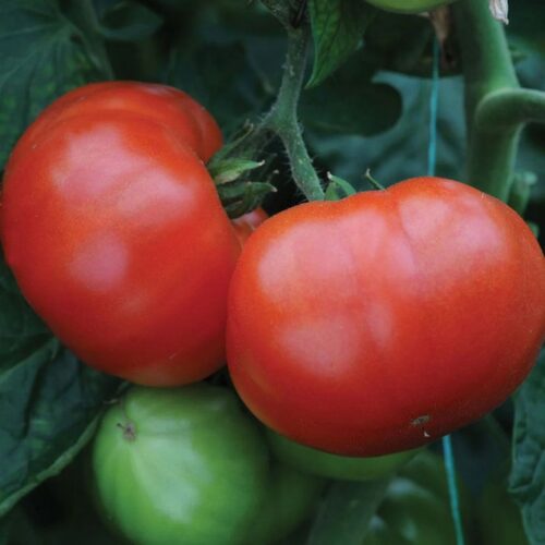 Super clust Prime Tomato F1 Hybrid