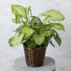 syngonium White