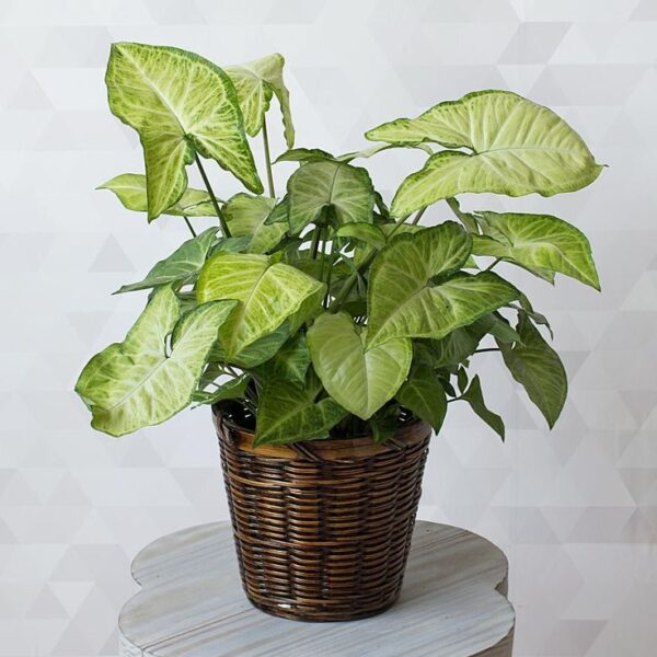 sygo 2 syngonium White