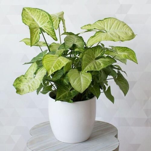 syngonium White