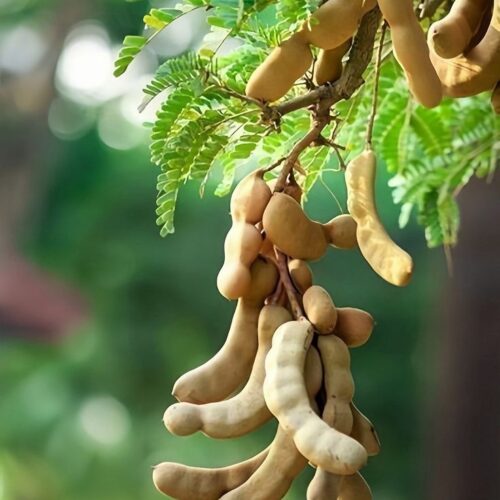 Tamarind Tree
