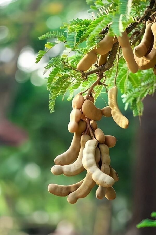 tam Tamarind Tree