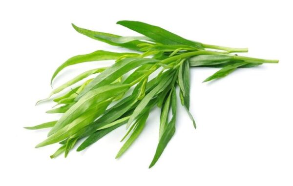 tar Tarragon Seeds