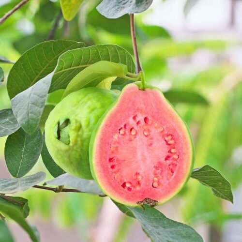 Thai Pink Guava (Psidium guajava) Airlayered Plant