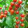 Tomato Seedlings (ٹماٹر کی پنیری) Hybrid F1 – Variety Rio Grande