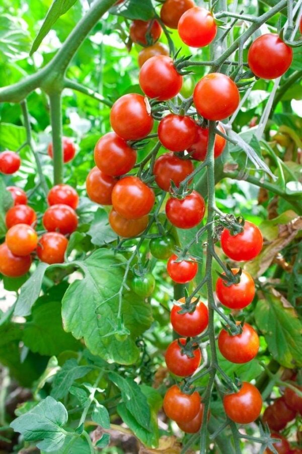 ts Tomato Seedlings (ٹماٹر کی پنیری) Hybrid F1 – Variety Rio Grande