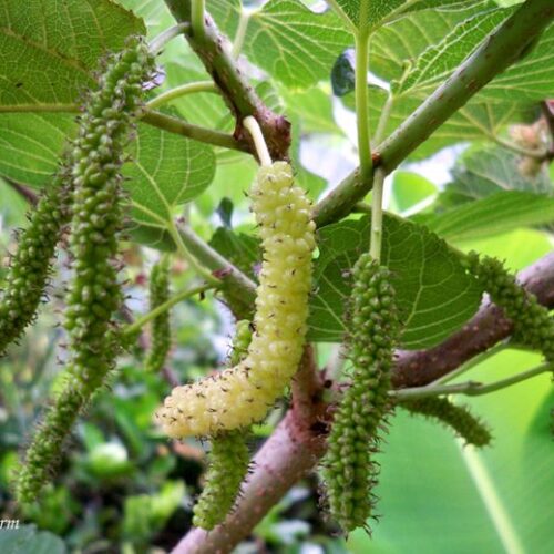White Mulberry Plant (Shehtoot)