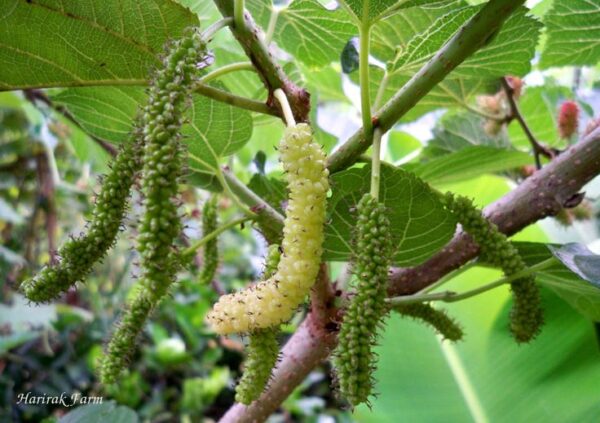 White Mulberry Plant (Shehtoot)