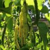 White Mulberry Plant (Shehtoot)
