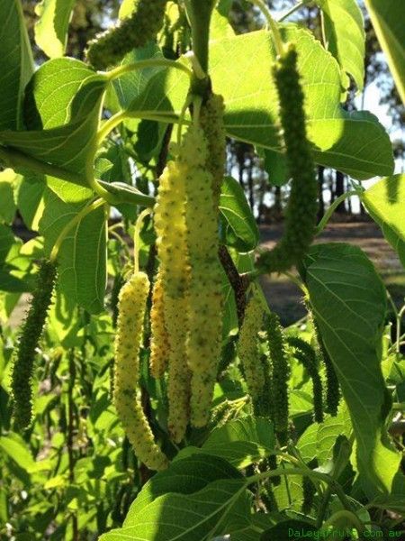 White Mulberry Plant (Shehtoot)