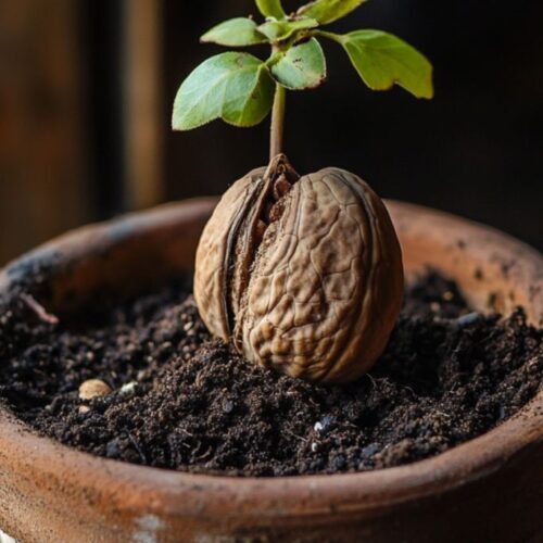 Akhrot (Walnut) Grafted Plant