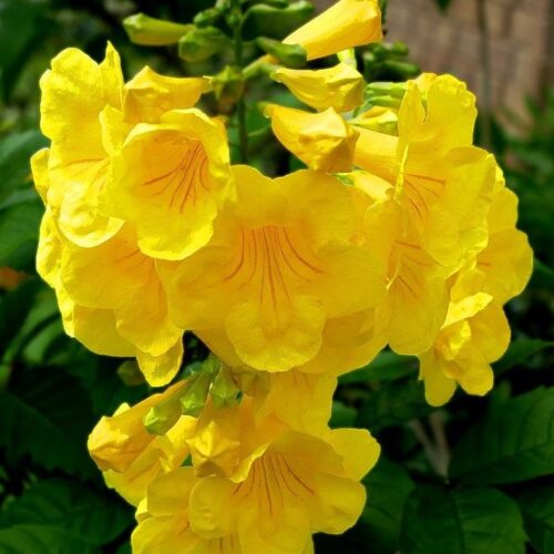 Kaner Yellow Tree Seed