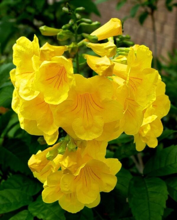 ylkan Kaner Yellow Tree Seed