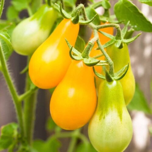 Tomato Yellow Pear (Organic)