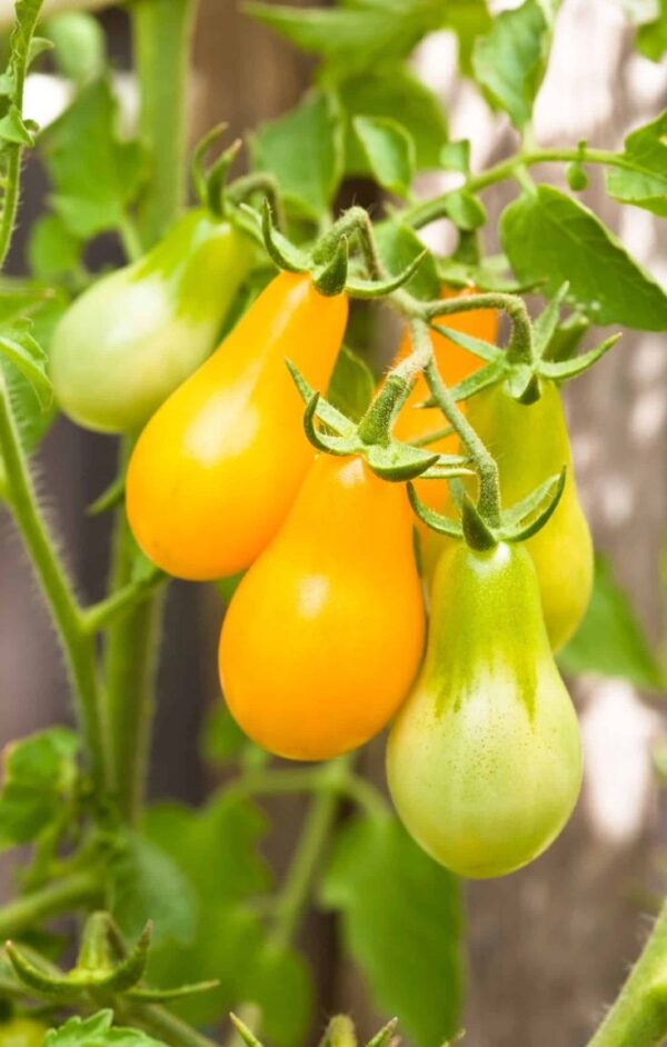yp Tomato Yellow Pear (Organic)