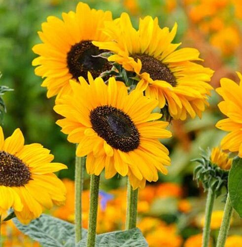 Yellow Sunflower Seeds
