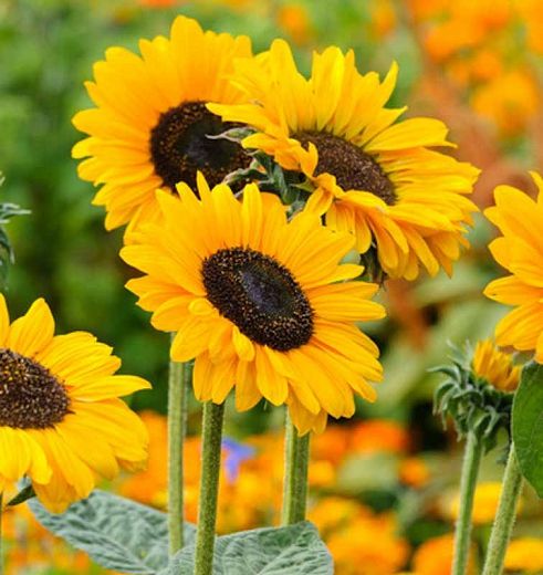 ys Yellow Sunflower Seeds