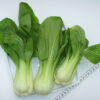 1200px-Baby_Pak_Choi_(02) Pak Choi Seeds – Fast-Growing, Mild Asian Green for Stir-Fries & Salads