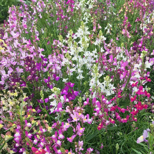 Linaria Seeds Mix – Fairy Bouquet of Delicate Snapdragon Blooms