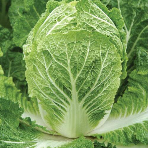2814g_01_bilko Chinese Cabbage F1 Hybrid – Crisp, Fast-Growing Winter Crop