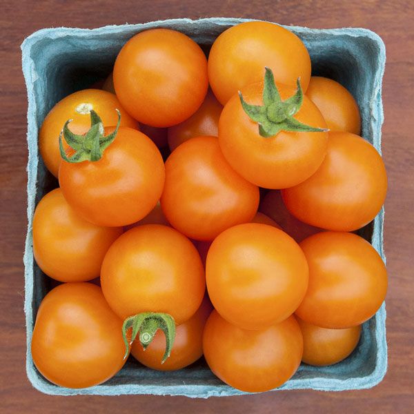 2971-0 Cherry Tomato Orange (Organic) – Sweet, Golden Heirloom Snack Tomato
