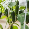 2_4b51966a-ae35-4d4b-9812-57d91a619481_875x700 Jalapeno Mexican Pepper Hybrid F1 – Spicy, High-Yield
