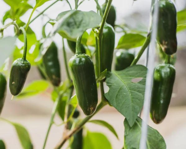 2_4b51966a-ae35-4d4b-9812-57d91a619481_875x700 Jalapeno Mexican Pepper Hybrid F1 – Spicy, High-Yield