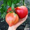 4875 Tomato Oxheart Hybrid F1 – Meaty, Heart-Shaped