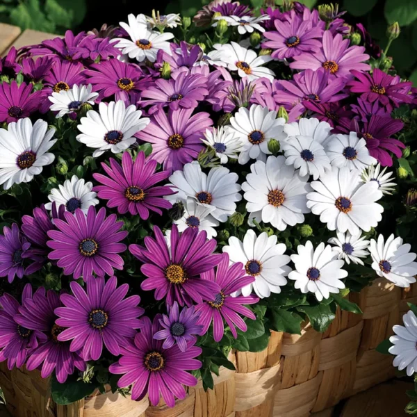 51527-pk-25 Osteospermum Mix