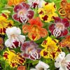 Mimulus Mix Seeds – Monkey Flowers for Shady Winter Gardens