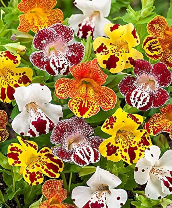 616-sNgnq7L._UF894,1000_QL80_ Mimulus Mix Seeds – Monkey Flowers for Shady Winter Gardens