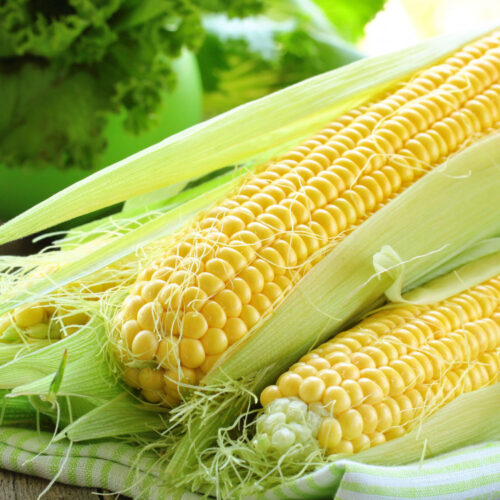 sweet corn Sweet Corn F1 Hybrid – High-Yield, Juicy Winter Crop (10 seeds)