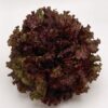 Red Leaf Lettuce F1 Hybrid – Premium Winter Salad Seeds