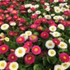 Bellis-perennis-Speedstar-Mix-April2-scaled Bellis Mix Seeds – Charming English Daisies for Winter Gardens