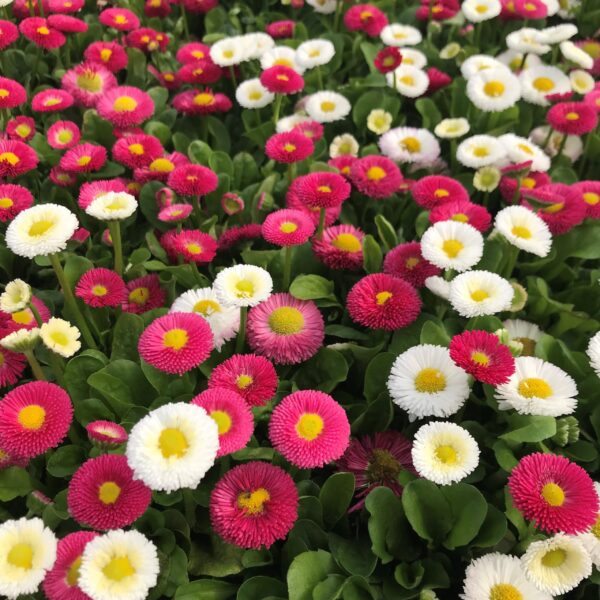 Bellis-perennis-Speedstar-Mix-April2-scaled Bellis Mix Seeds – Charming English Daisies for Winter Gardens